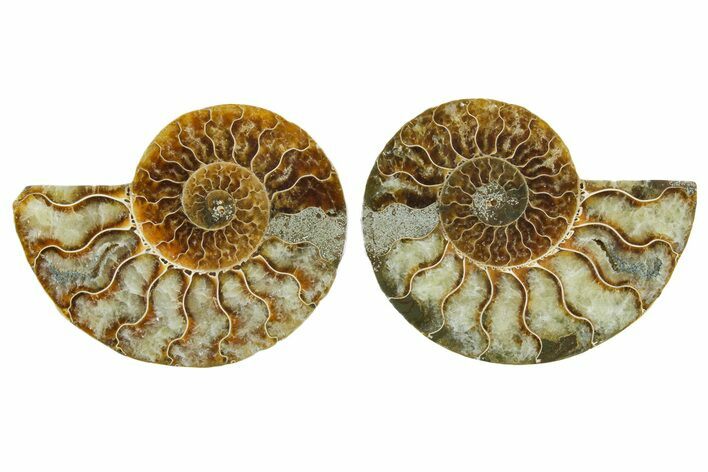 Cut & Polished Crystal-Filled Ammonite Fossil - Madagascar #354158